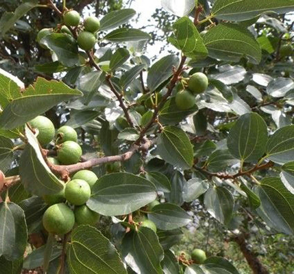 बोधिचित् खेती ( bodhichitta cultivation ) 